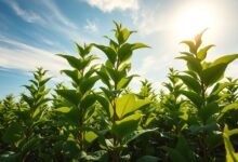 Ilmuwan Ciptakan Tanaman Super yang Tahan Cuaca Ekstrem